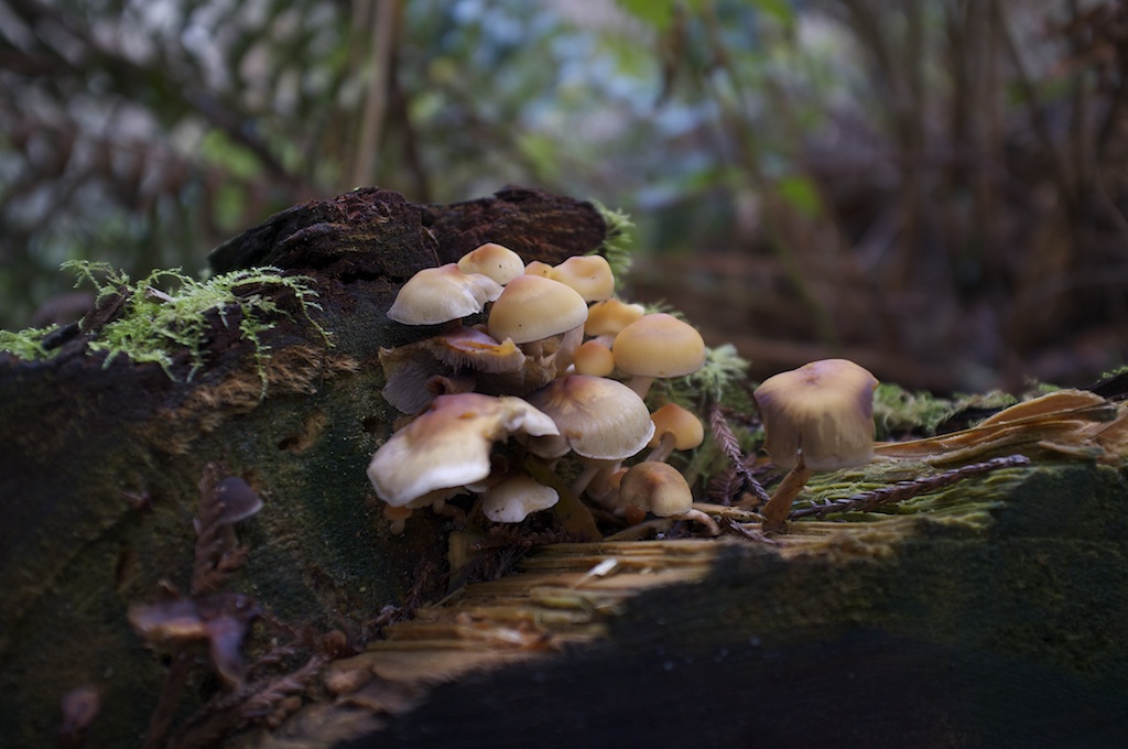 Mushroom Lost Coast Outpost Humboldt County
