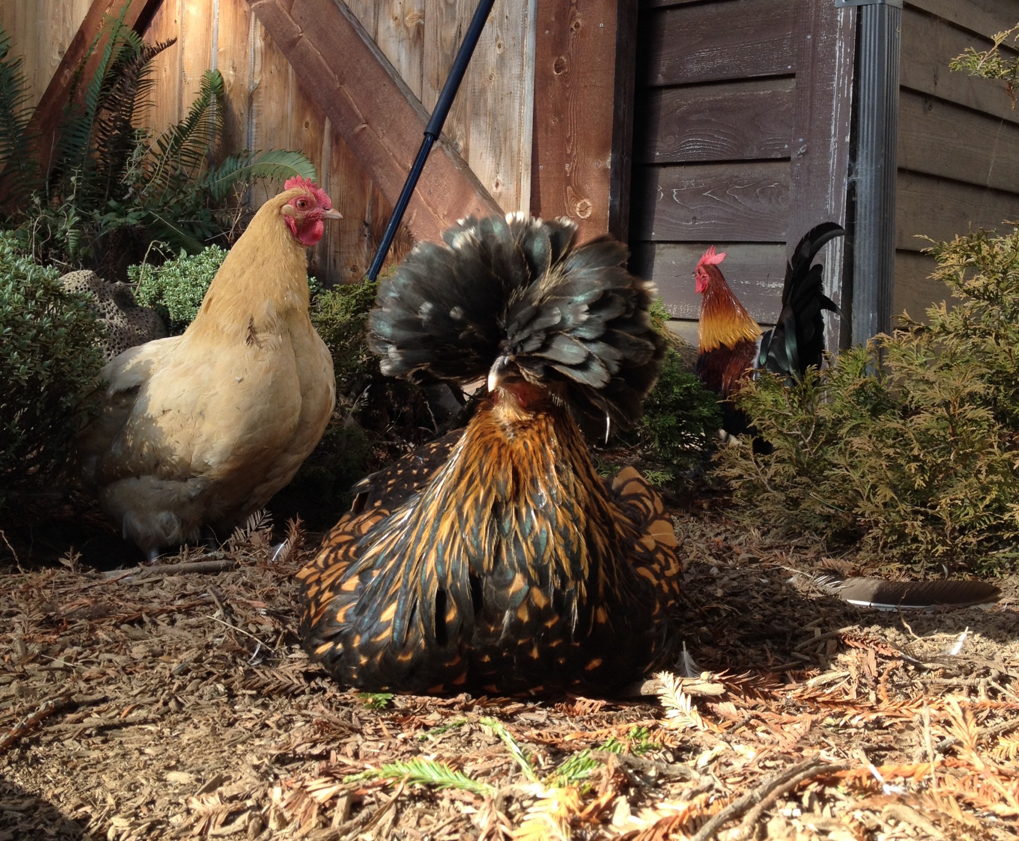 Chicken Delight at the Zoo's Barnyard Lost Coast Outpost Humboldt