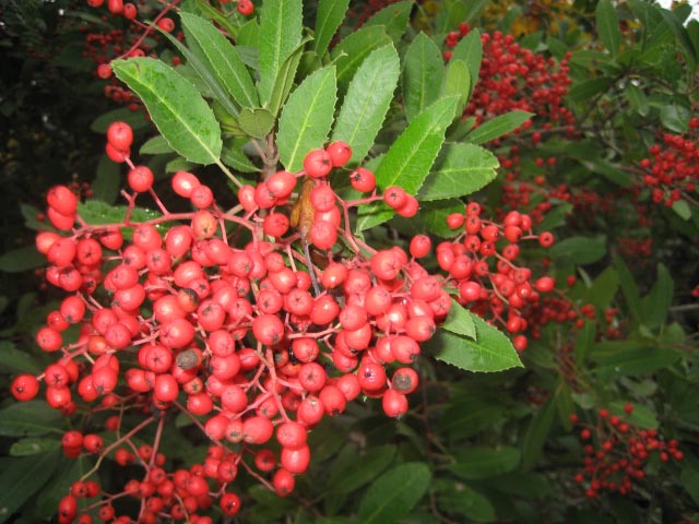 toyon tree christmas berry and state shrub lost coast toyon tree christmas berry and state shrub lost coast
